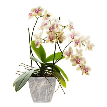 BAMA Obal na květináč PAGLIA 2ks, 14cm, transparentní (Množství 2 ks)