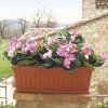 164327 7 iris 60 cm terracotta