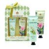 169607 1 elderflower tropical flower