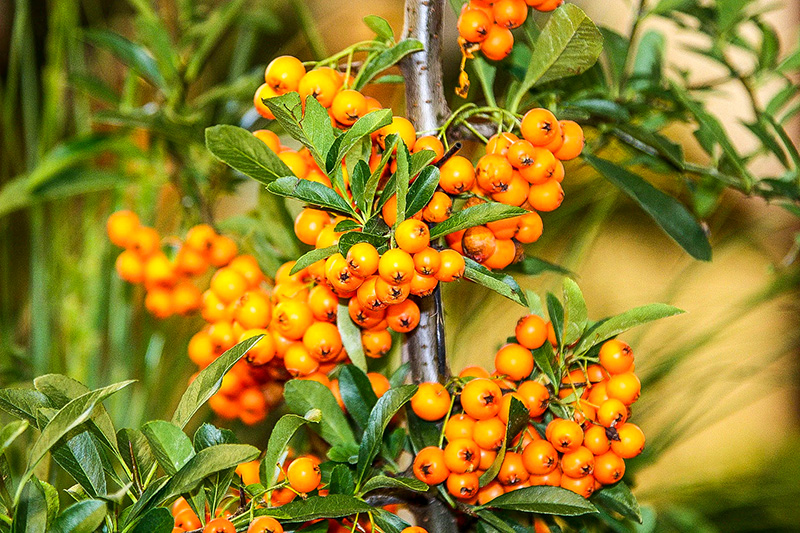 Rakytník rešetliakový