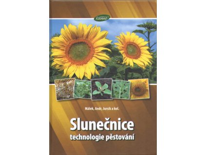 Slunečnice. Technologie pěstování