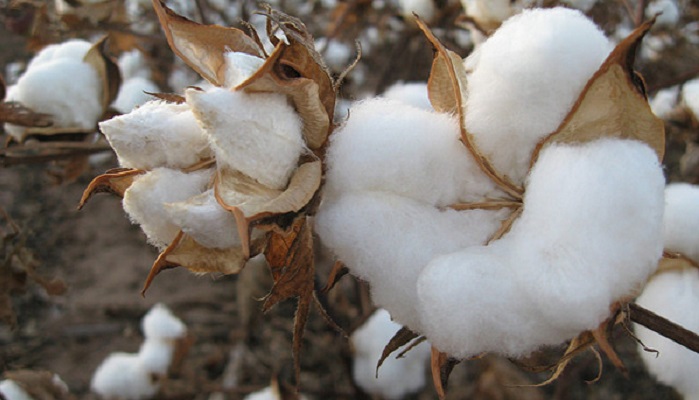 Prečo nosiť spodné prádlo z bio bavlny?