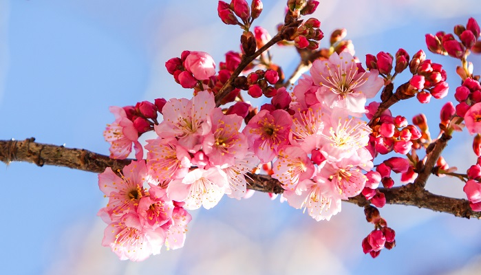 Prvý máj – magický lásky čas