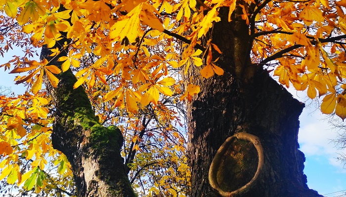 V plnom zdraví aj počas jesene