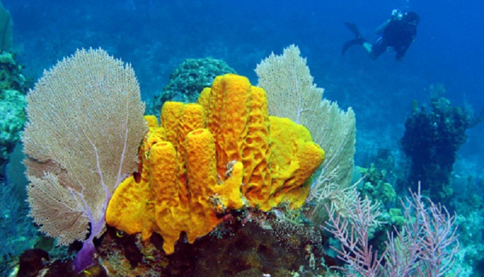 Pestovanie morských húb