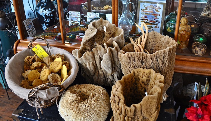 Morská huba nie je rastlina