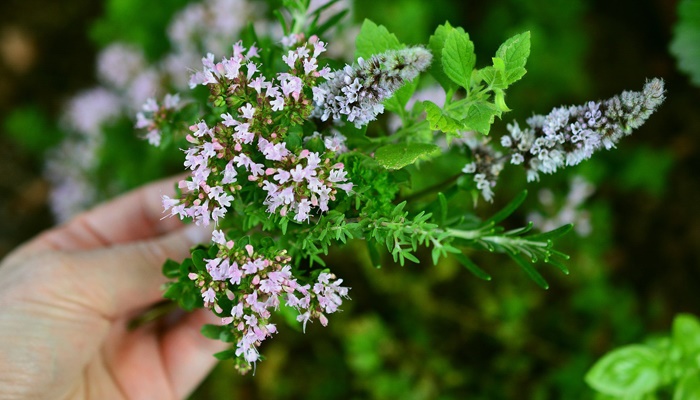 Bylinné naparovanie pre ženy