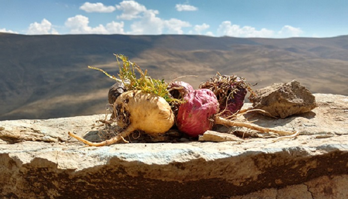 Maca ako zázrak pre ženy