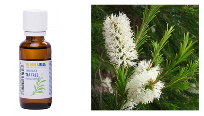 Tea tree a kvasinkové infekcie