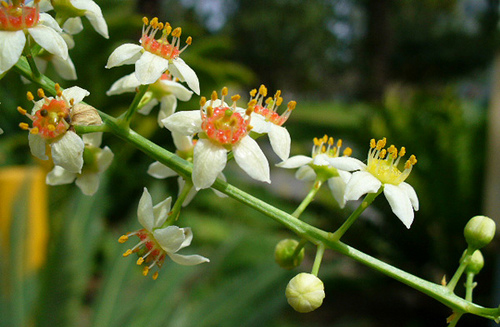boswellia-prirodni-lek