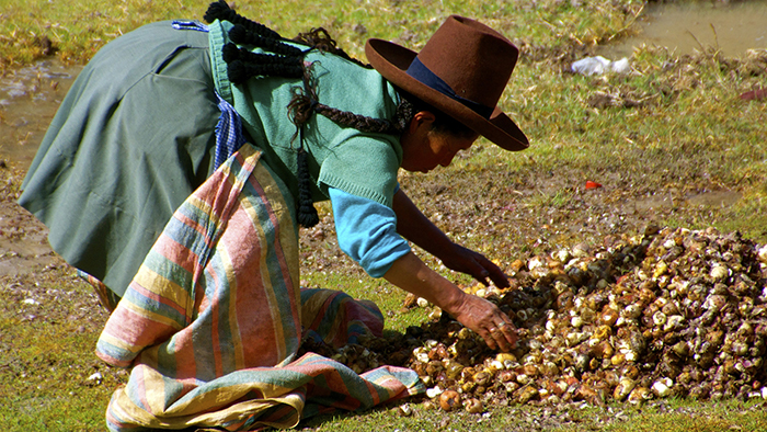 maca-peruanska-1