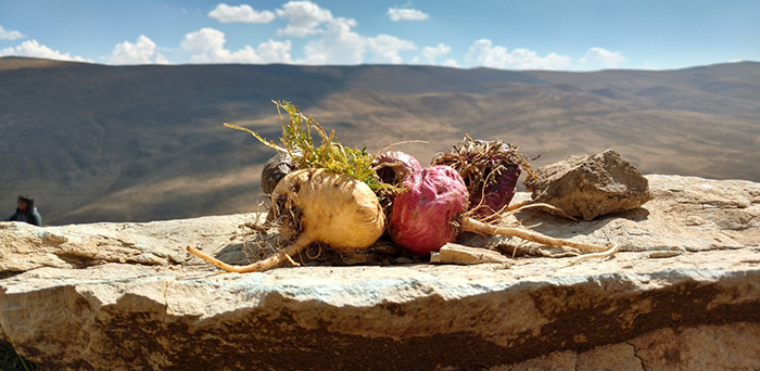 maca-peruanska
