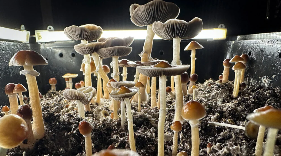 JAR mycelium