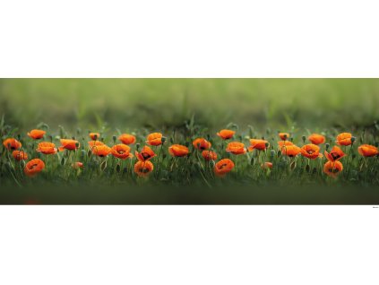 Makové pole 150x50
