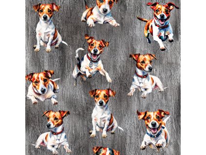 jack russel