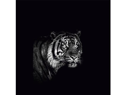 Tygr 50x50 jpeg
