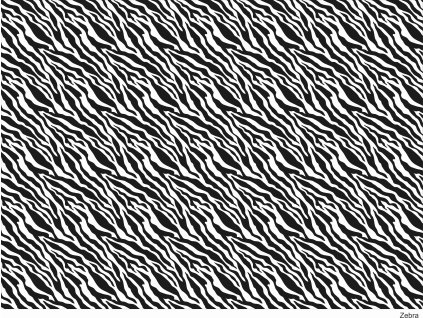 zebra