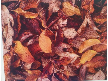 Panel kočárkovina Suché listy 40x50cm