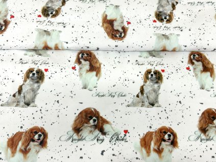 Kavalír King Charles