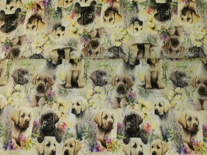 Labrador - akvarelová štěňátka