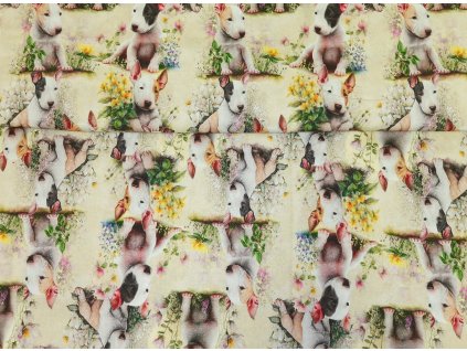 Štěňátka bulteriéra