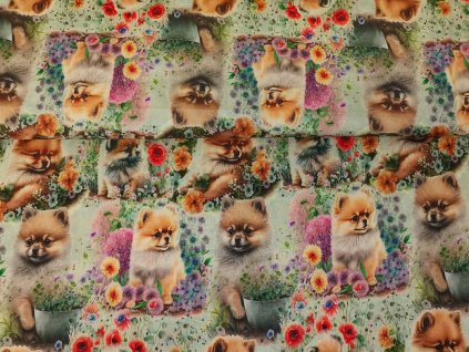 Štěňátka Pomeranian