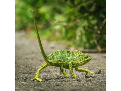 Dětský panel - Kráčející chameleon 49x50