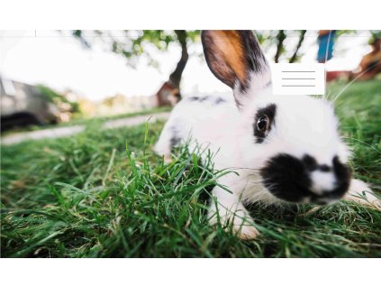 bílý králíček A4