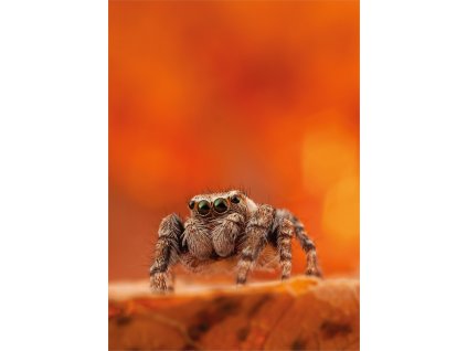50x70 Pavouček