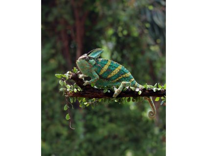 chameleon na větvičcce ESHOP