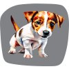 jack russel eshop