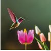 Kolibřík a květ 50x50