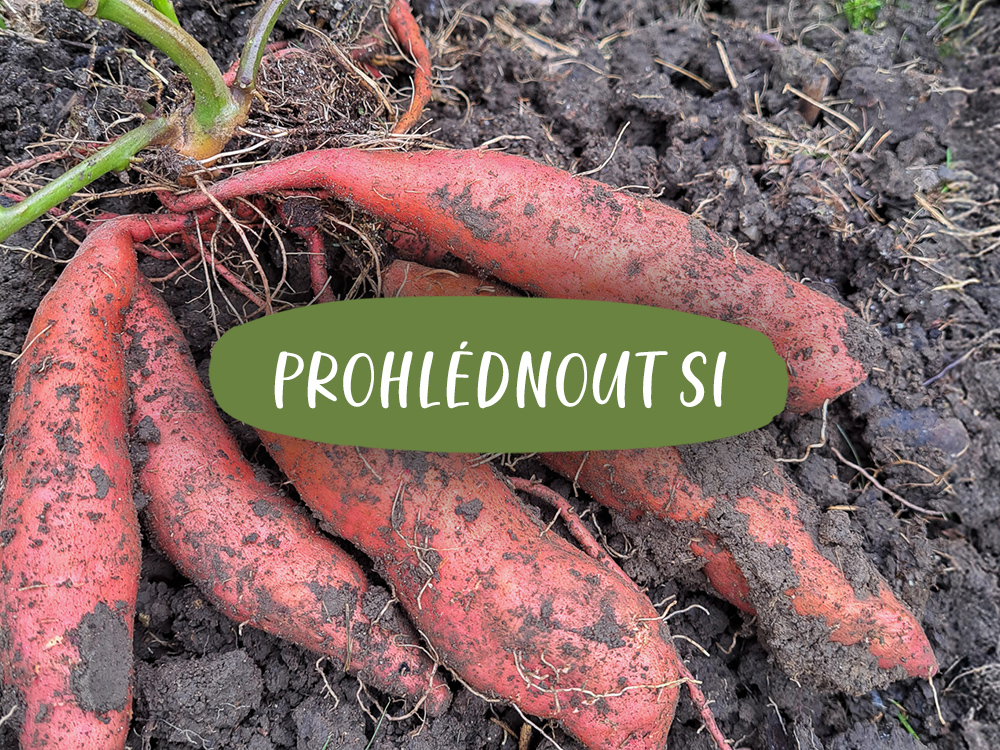 Jak pěstovat batáty