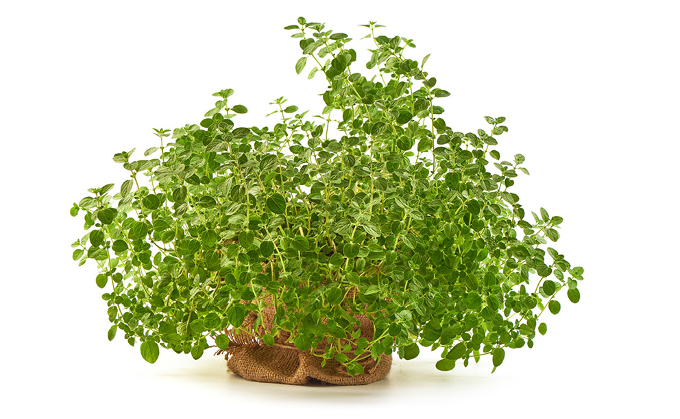 Bylinky podle abecedy: Majoránka zahradní (Origanum majorana)