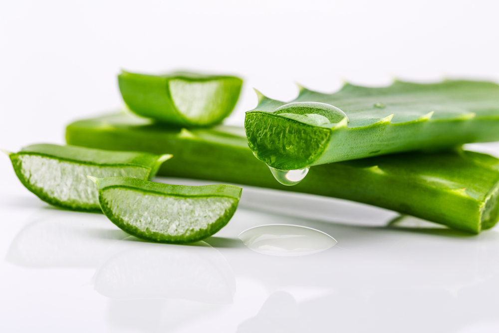 Aloe Vera: tajemství této univerzální byliny pro krásu a zdraví