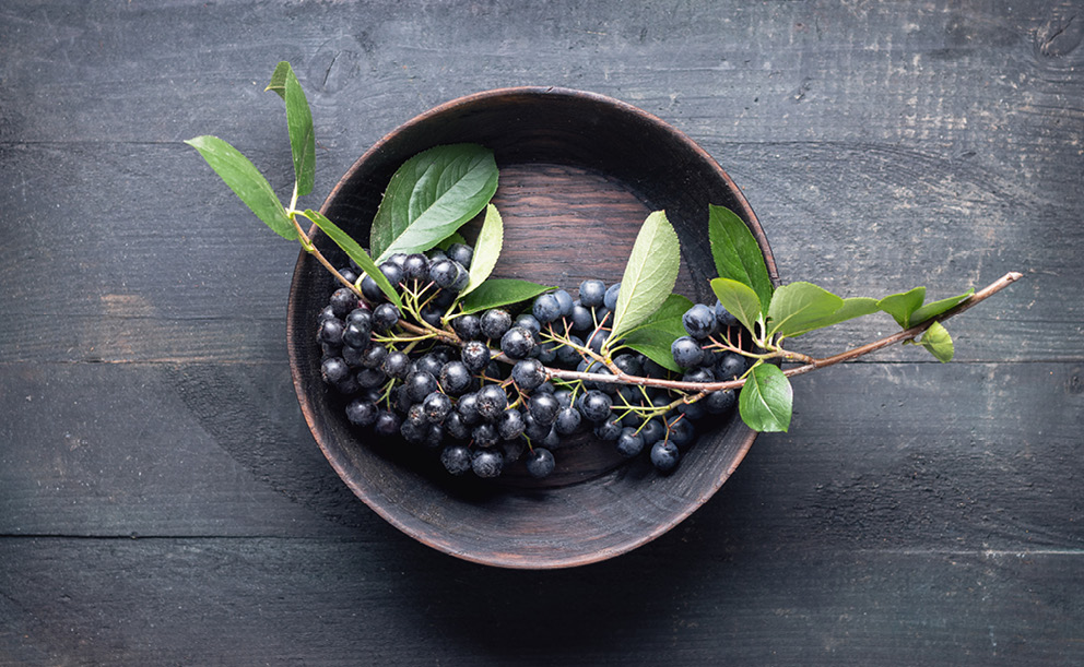 Černý jeřáb – nenápadný léčitel