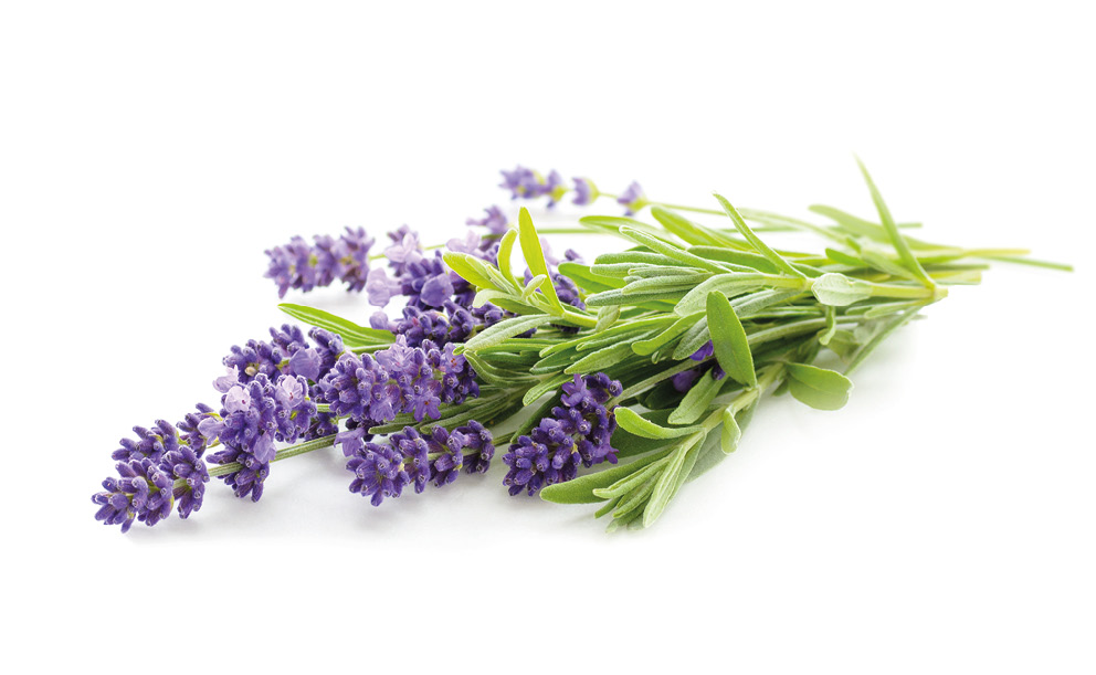 Které bylinky povzbudí?