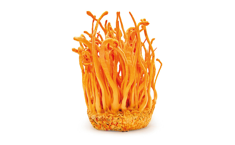 Kde rostou houby. Vitální houby, zázrak z přírody