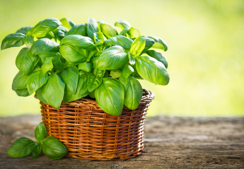 Bazalka pravá (Ocimum basilicum)