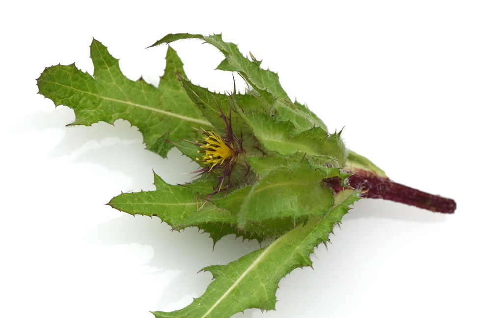 Benedikt lékařský