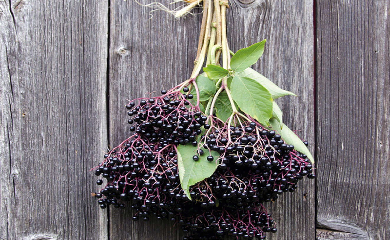 Hurá na bezinky! 4 RECEPTY s bezinkami