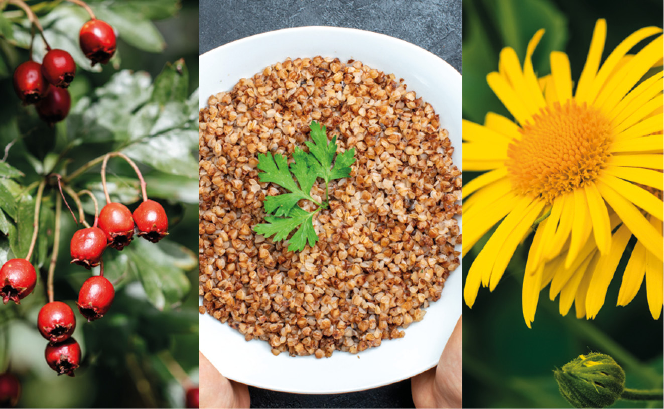 3 bylinky na zdravé srdce a cévy + RECEPTY