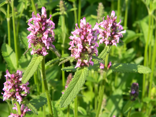 Bukvice lékařská (Betonica officinalis)