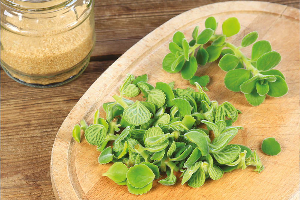 Co na rýmu? No přece rýmovník!