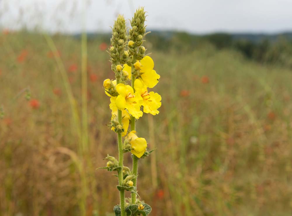 Divizna velkokvětá Verbascum densiflorum