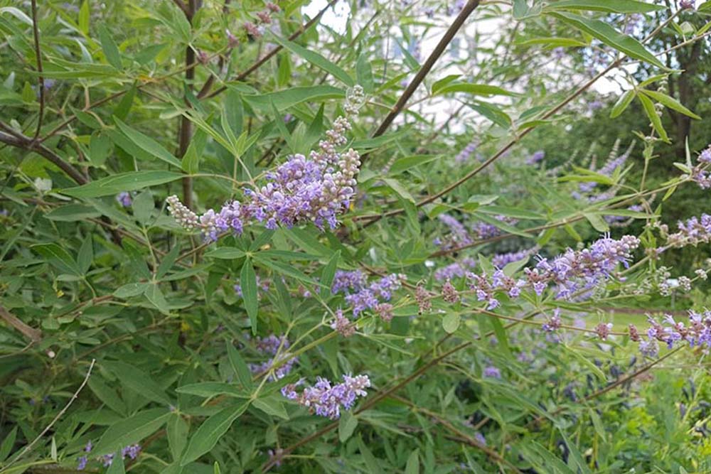 Drmek obecný (Vitex agnus castus)