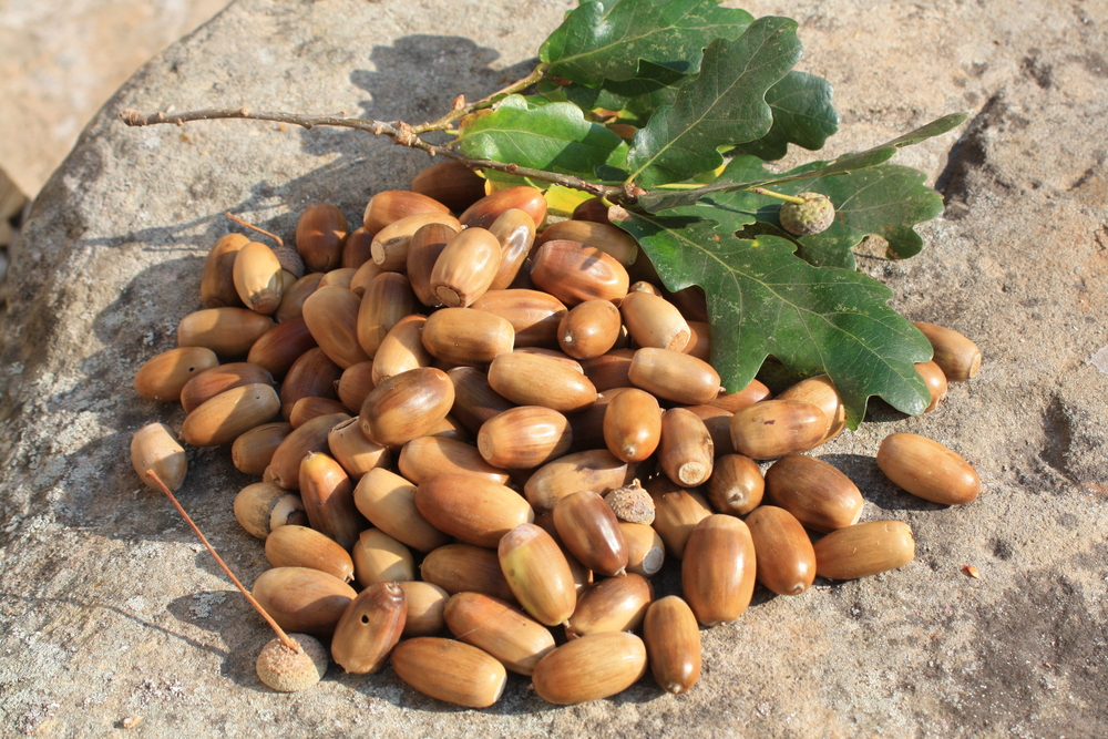 Dub letní Quercus robur