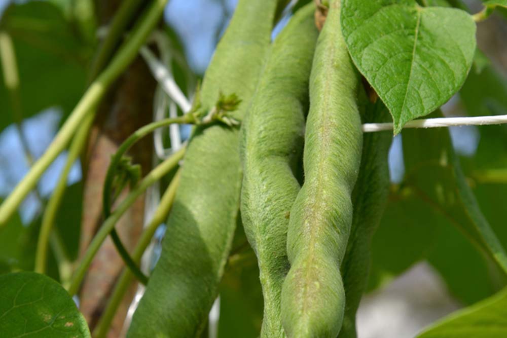 Fazol obecný Phaseolus vulgaris