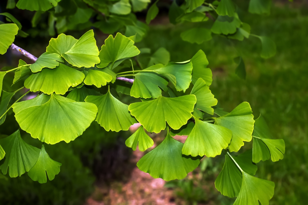 Ginkgo biloba: prozkoumejte výhody této tradiční čínské bylinky pro mozek a paměť