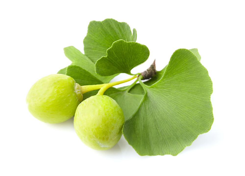 Jinan dvoulaločný (Ginkgo biloba)